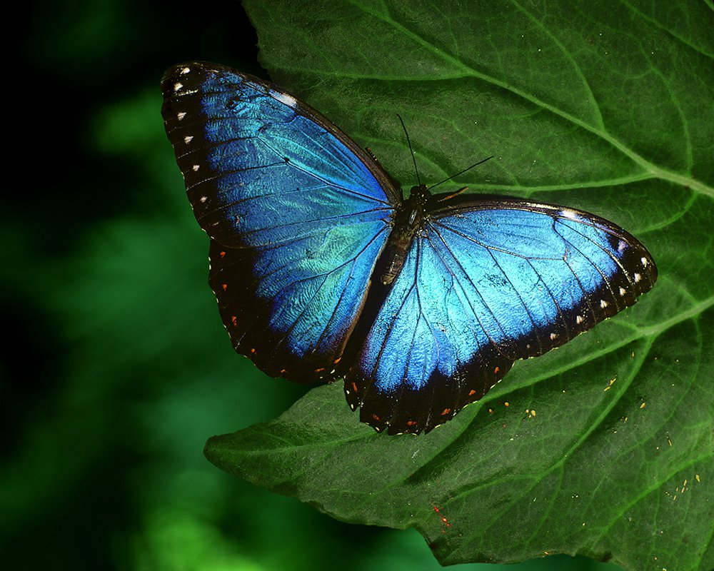 Butterflies - Jim Zuckerman photography & photo tours