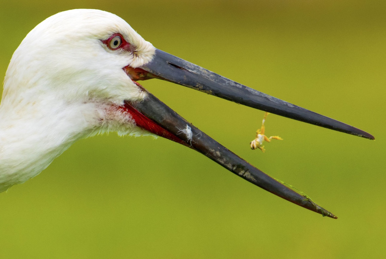 ミカヅキシマアジのスタディバード　バードカービング Birding In Japan - Blain Harasymiw Photography