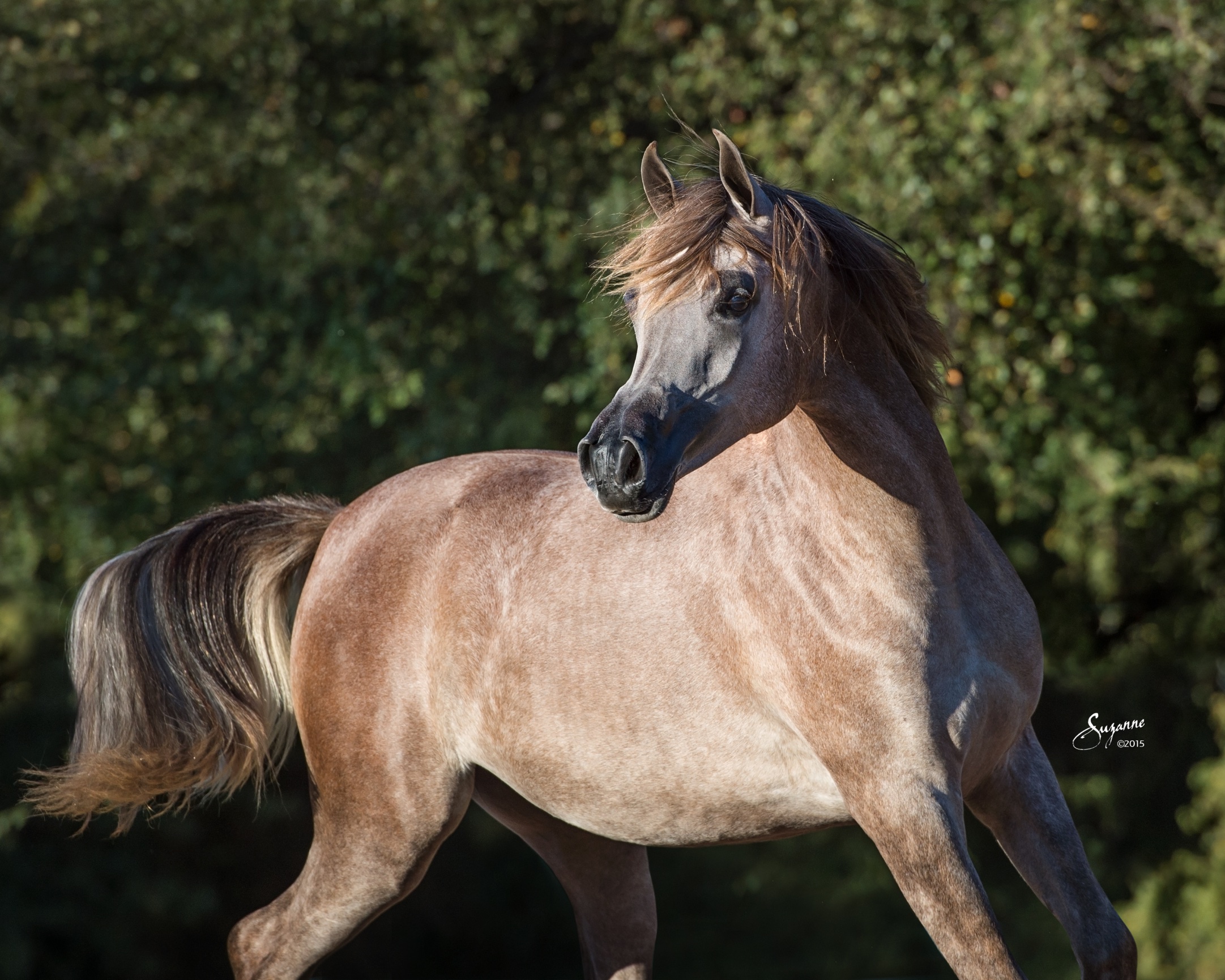 arabian gallery i - EQUINE PHOTOGRAPHY by SUZANNE, Inc.