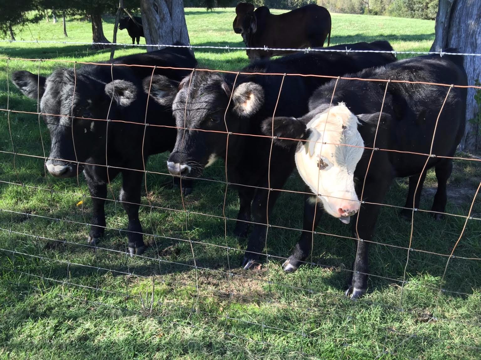 Cross Cattle Elm Tree Farm