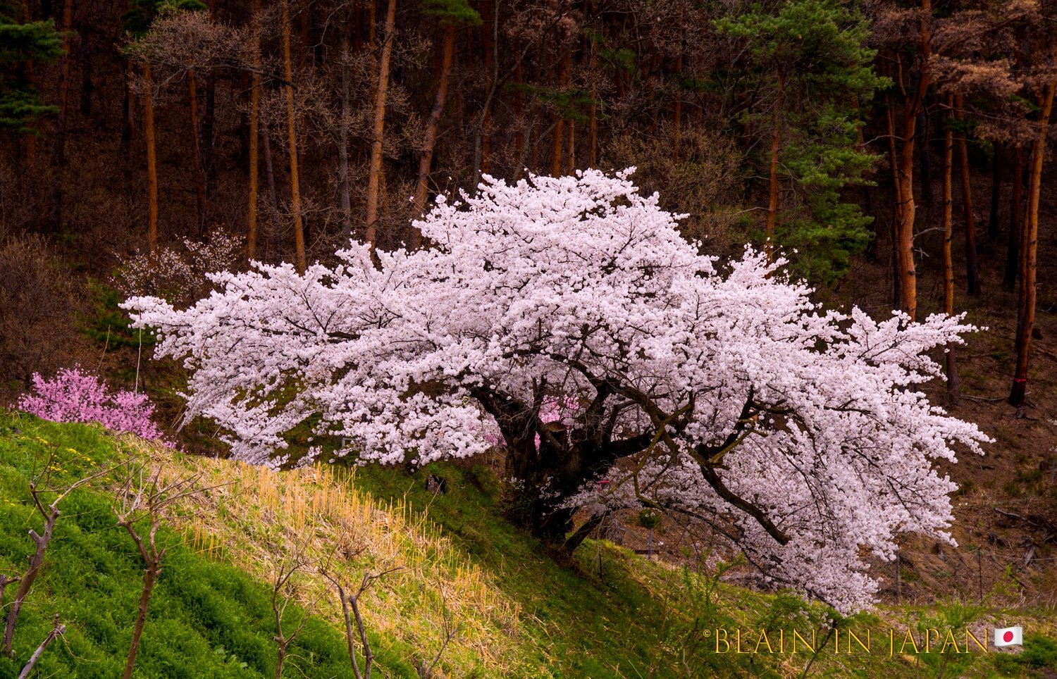 Under the Moonlit Sakura: Nostalgia for a Remarkable Cherry Blossom Night -  Sakuraco