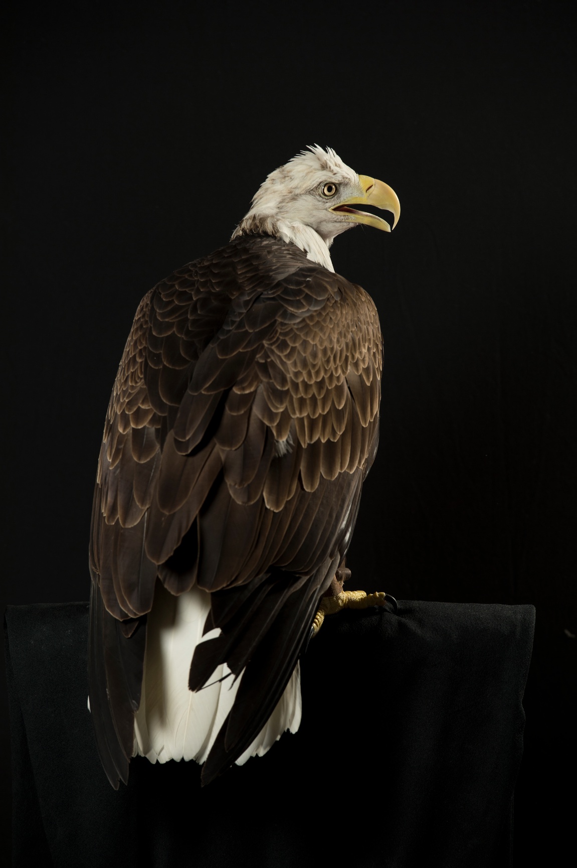 Raptors - Sam English Photography