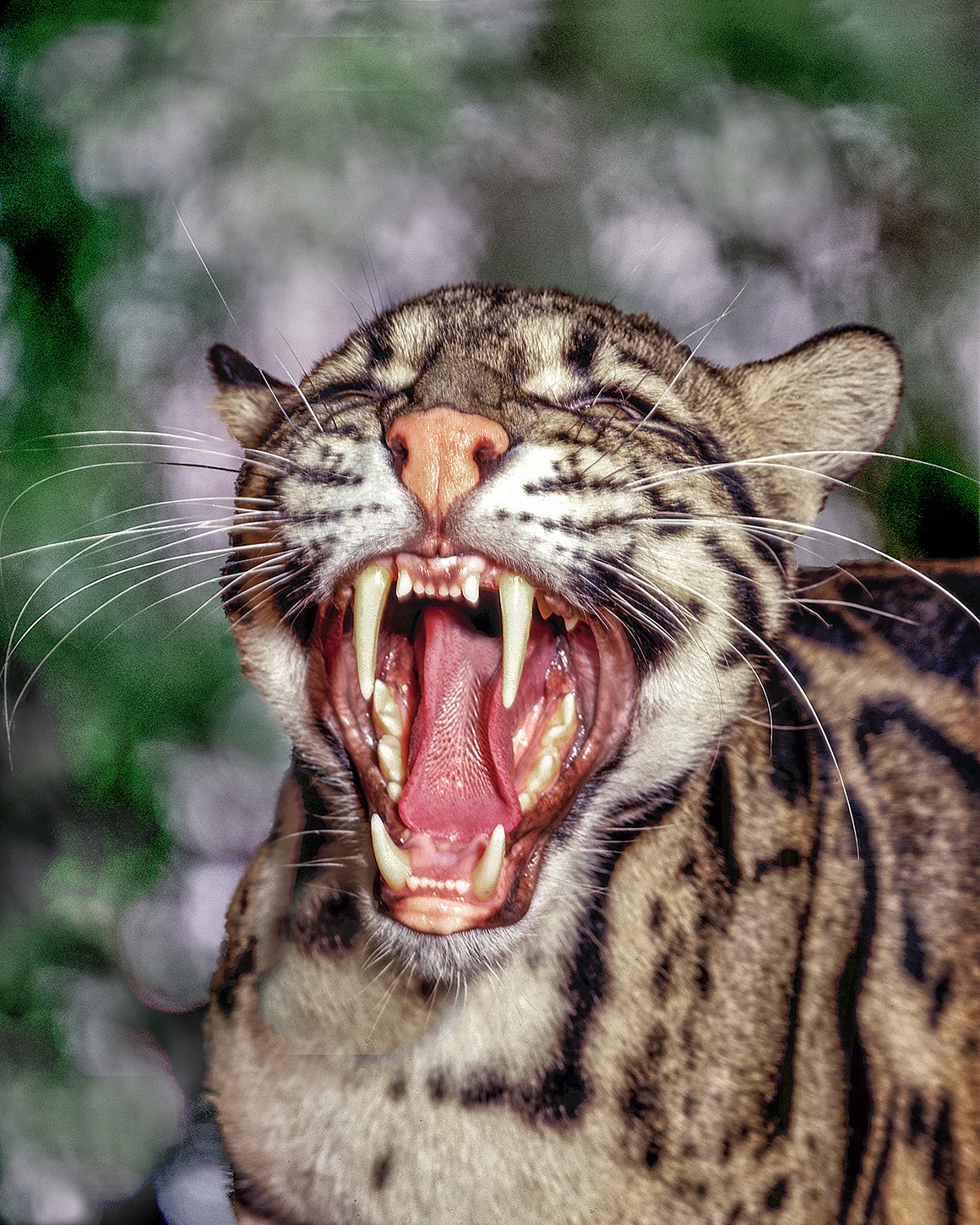 Clouded leopard fangs