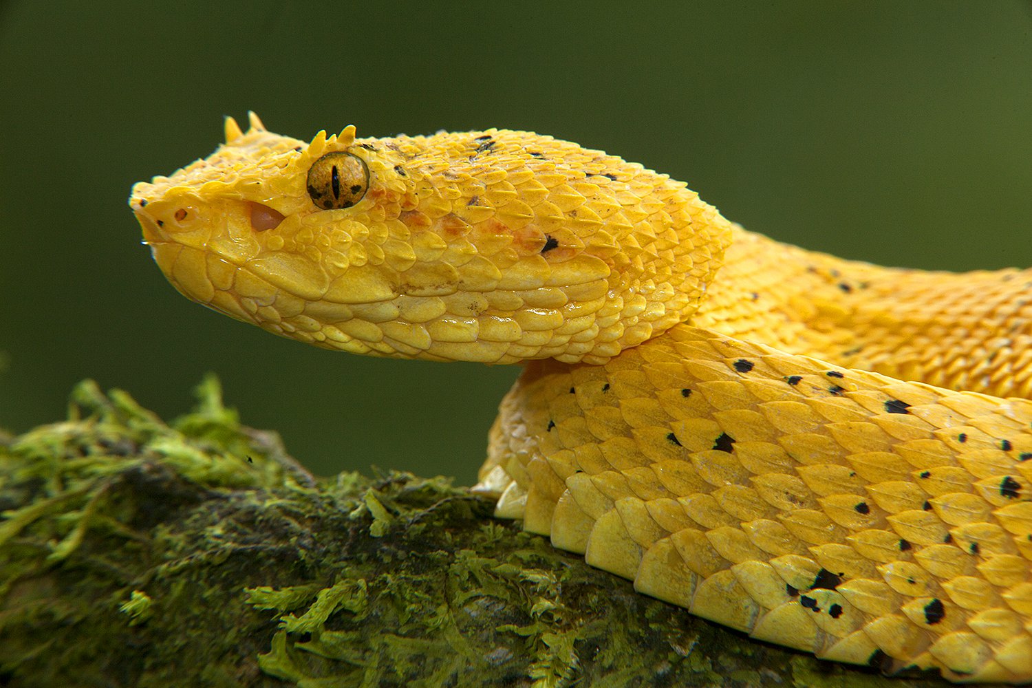 New World Rainforest - Jim Zuckerman photography & photo tours