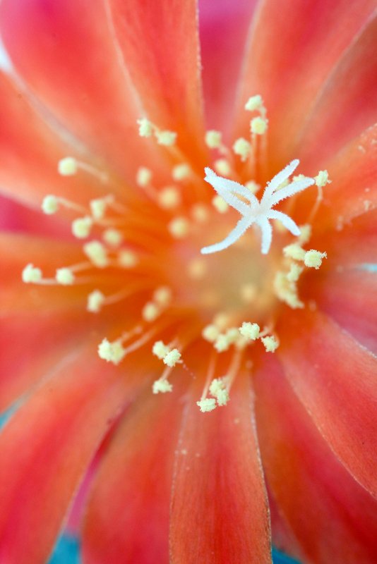 Order FLOWERS Online Carol Lynn Originals & Events