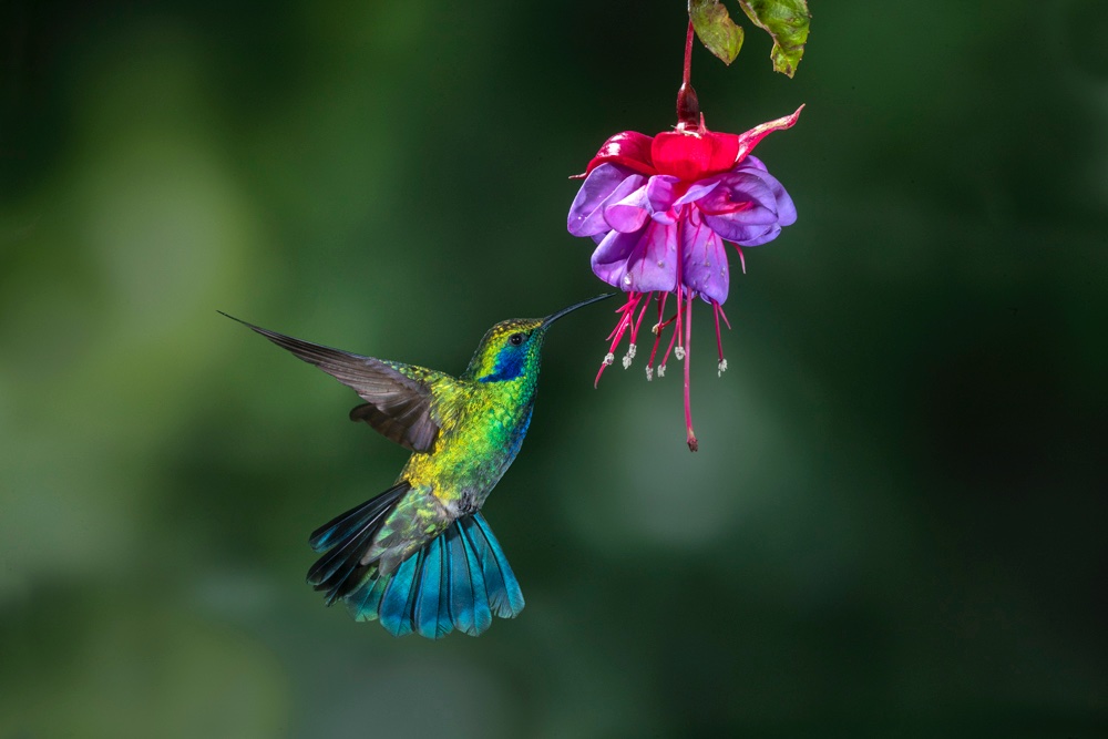 Hummingbird photography - Jim Zuckerman photography & photo tours