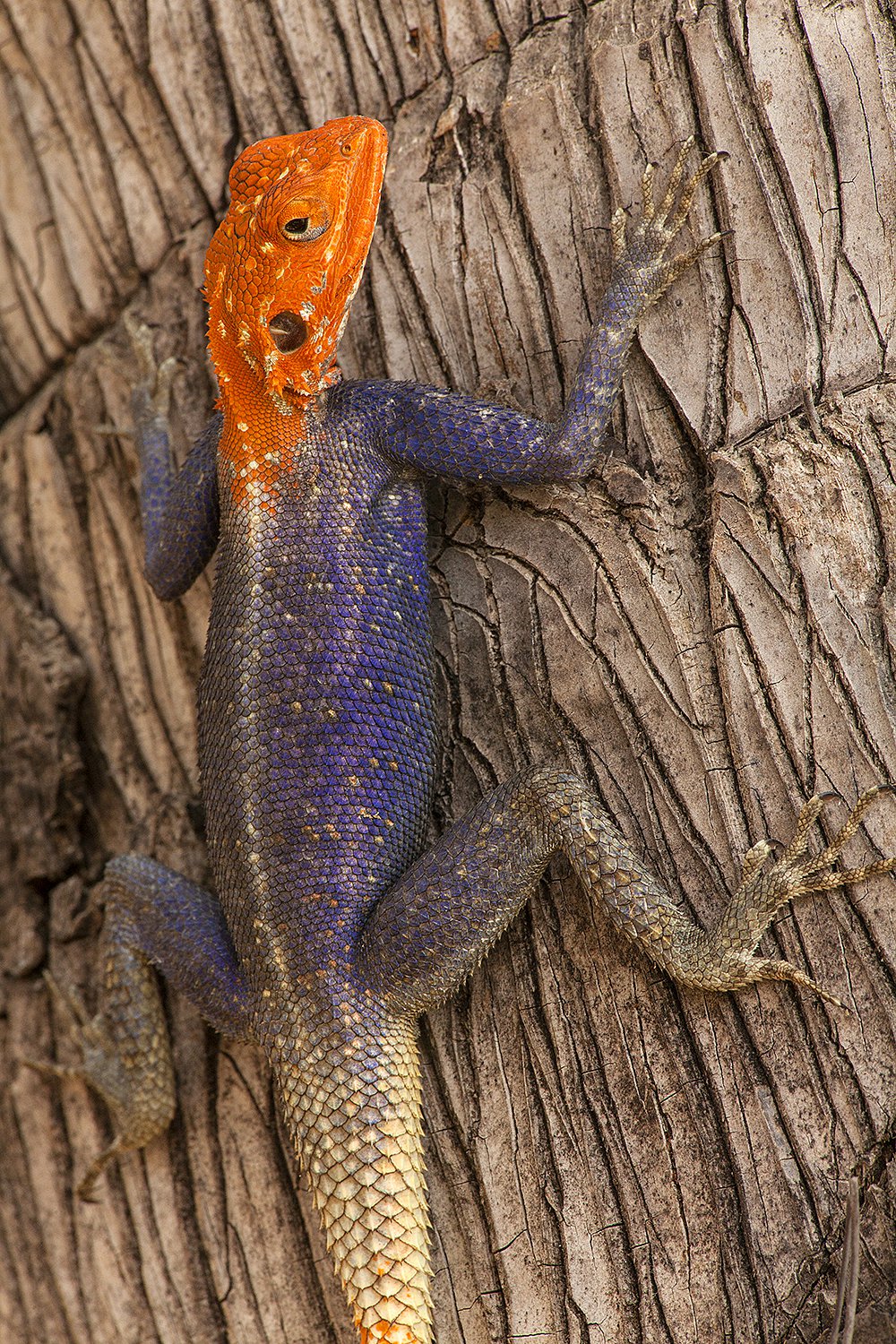 Agama Lizard Close Up Jim Zuckerman Photography Photo Tours   36 20131230145001 1232100 Xlarge 