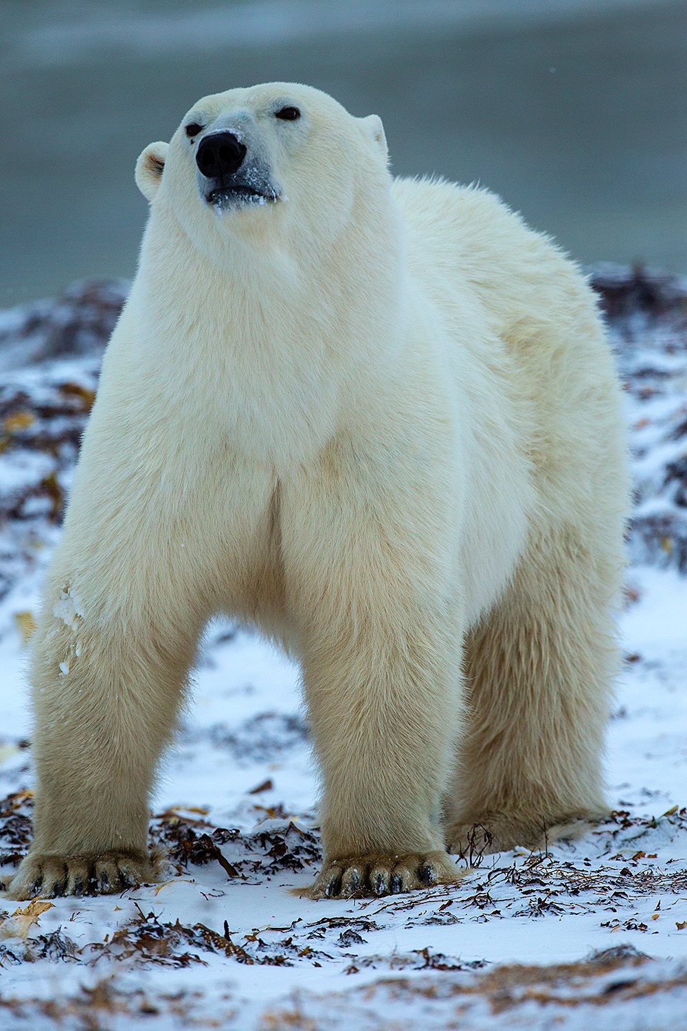 Polar bears 2023 - Jim Zuckerman photography & photo tours