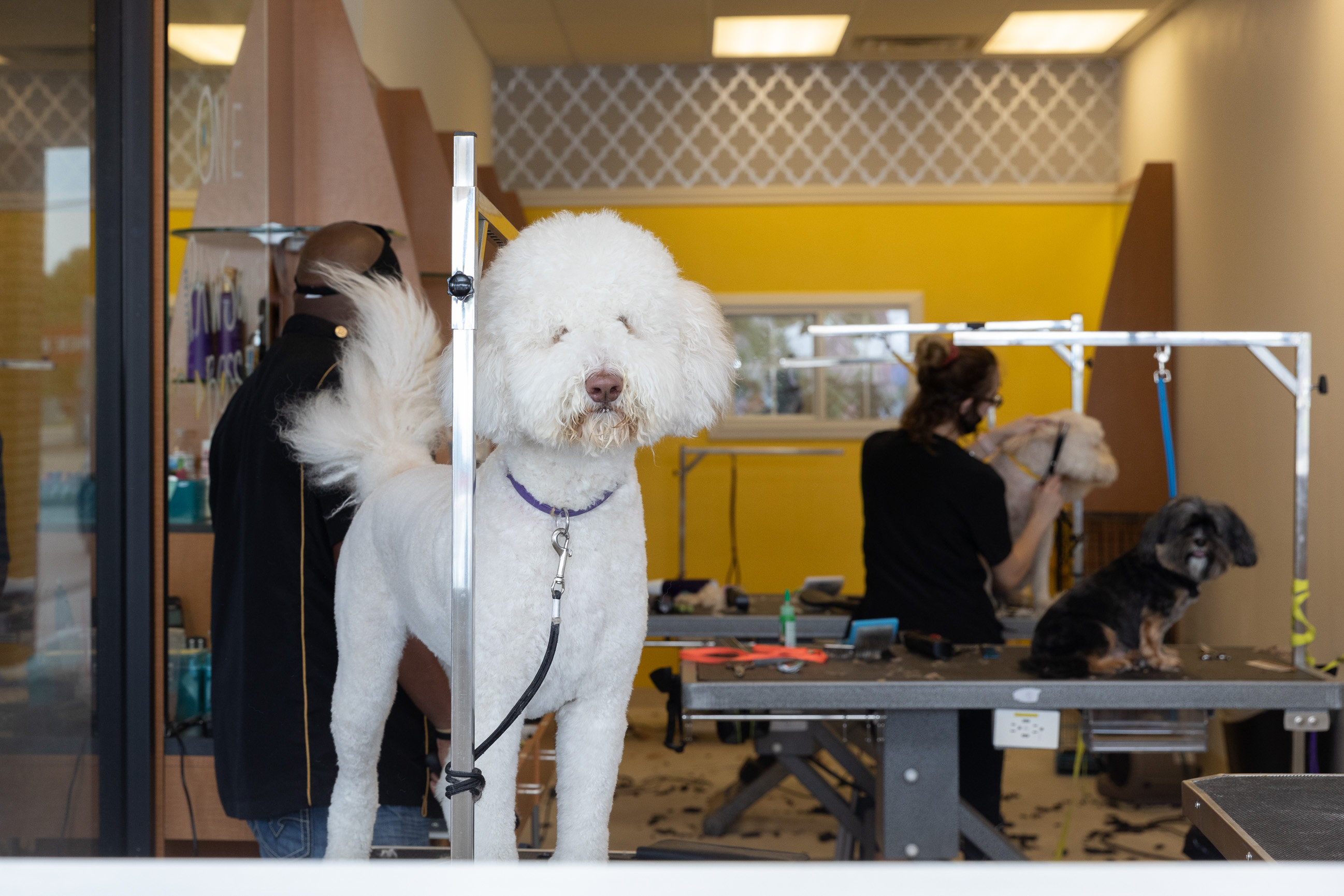 Dog Grooming in Lewisville And Coppell