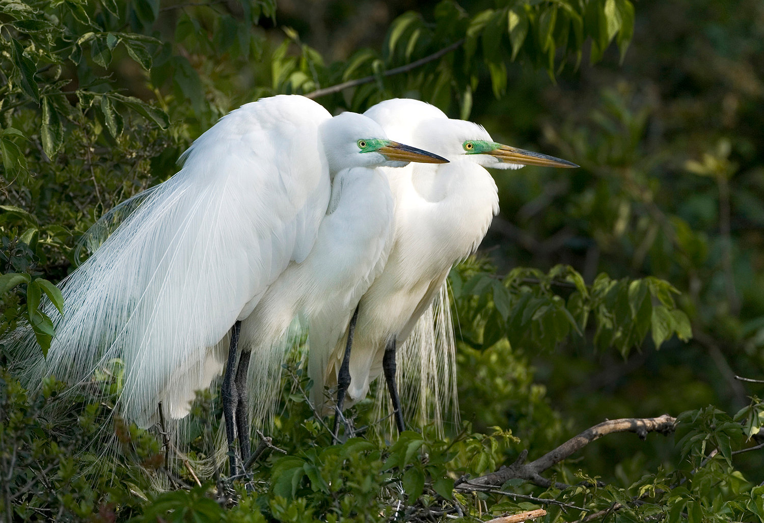 Mated pair of great egrets - Jim Zuckerman photography & photo tours