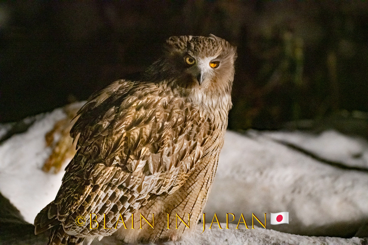 Hokkaido Birding Photo Ops Blakiston's Fish Owl Blain Harasymiw