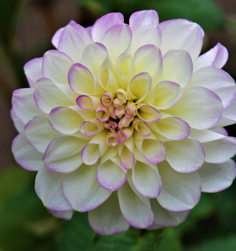 Close-up of a blossoming dahlia with creamy white petals edged in light purple.