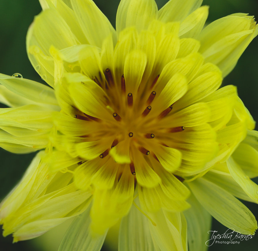 Macro fine art photograph of a vivid yellow flower with layered petals, deep amber stamens, and a dark green background.