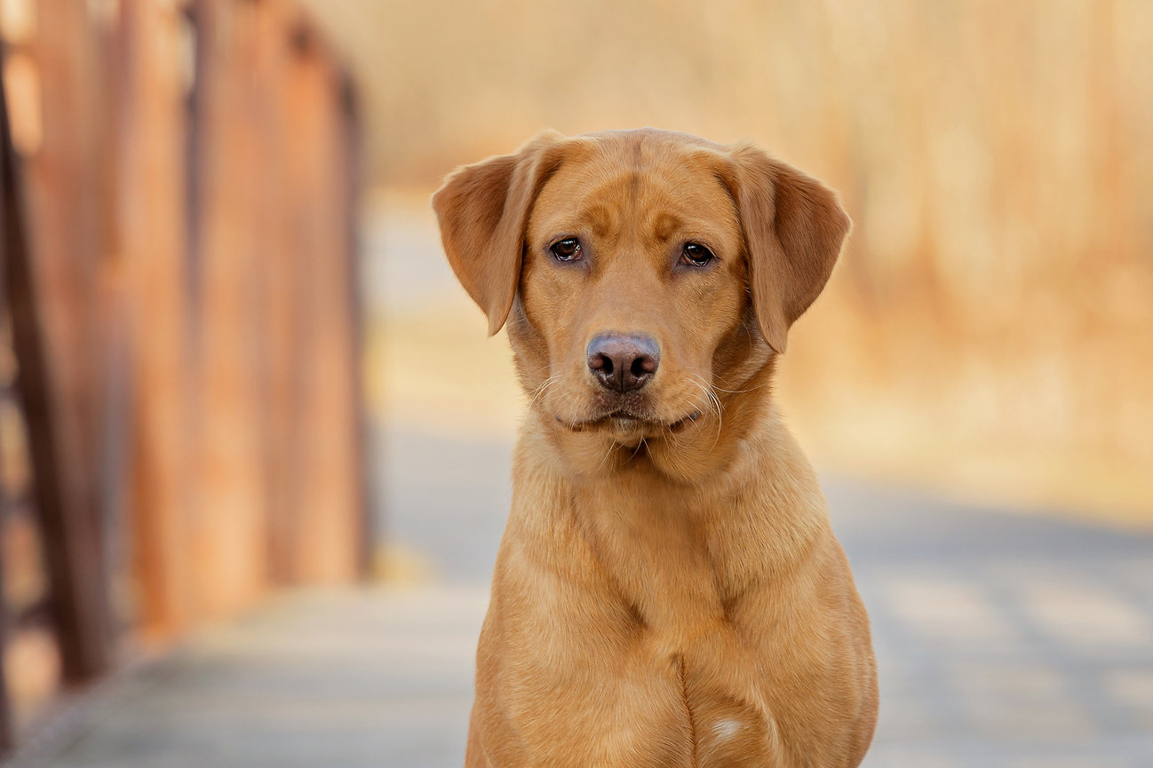 A golden retriever sits attentively on a pathway with blurred trees in the background.