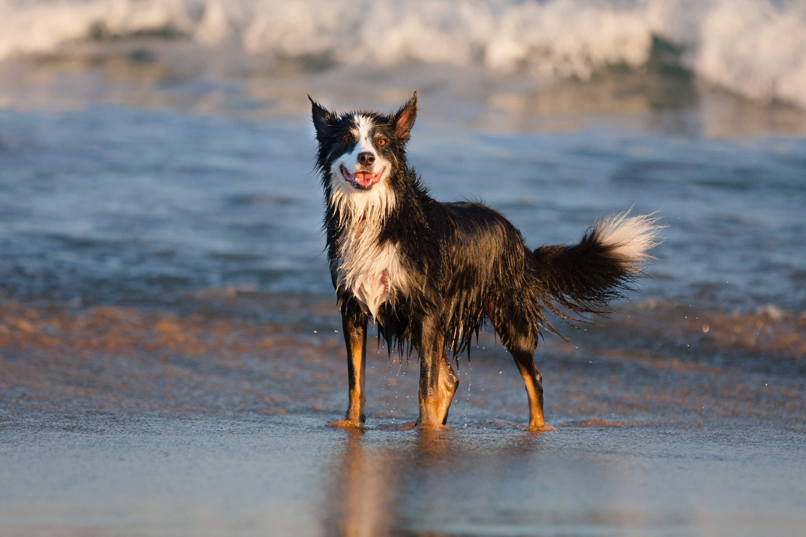 15 Best Dog Photography Tips Ella Friends