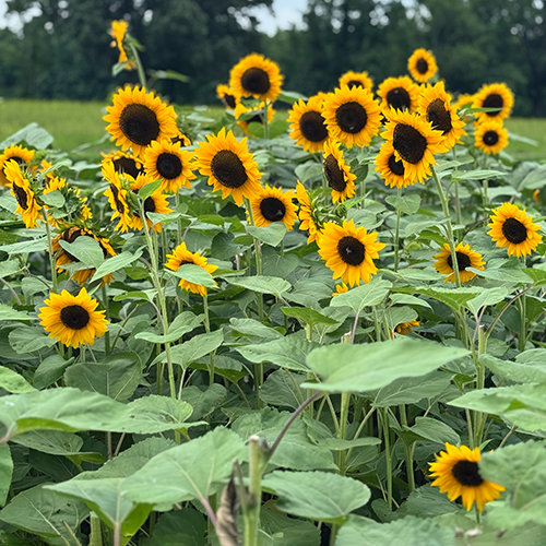 Hickory Ridge Farm in Chesapeake, Virginia has the perfect Sunflower field for portrait photographers