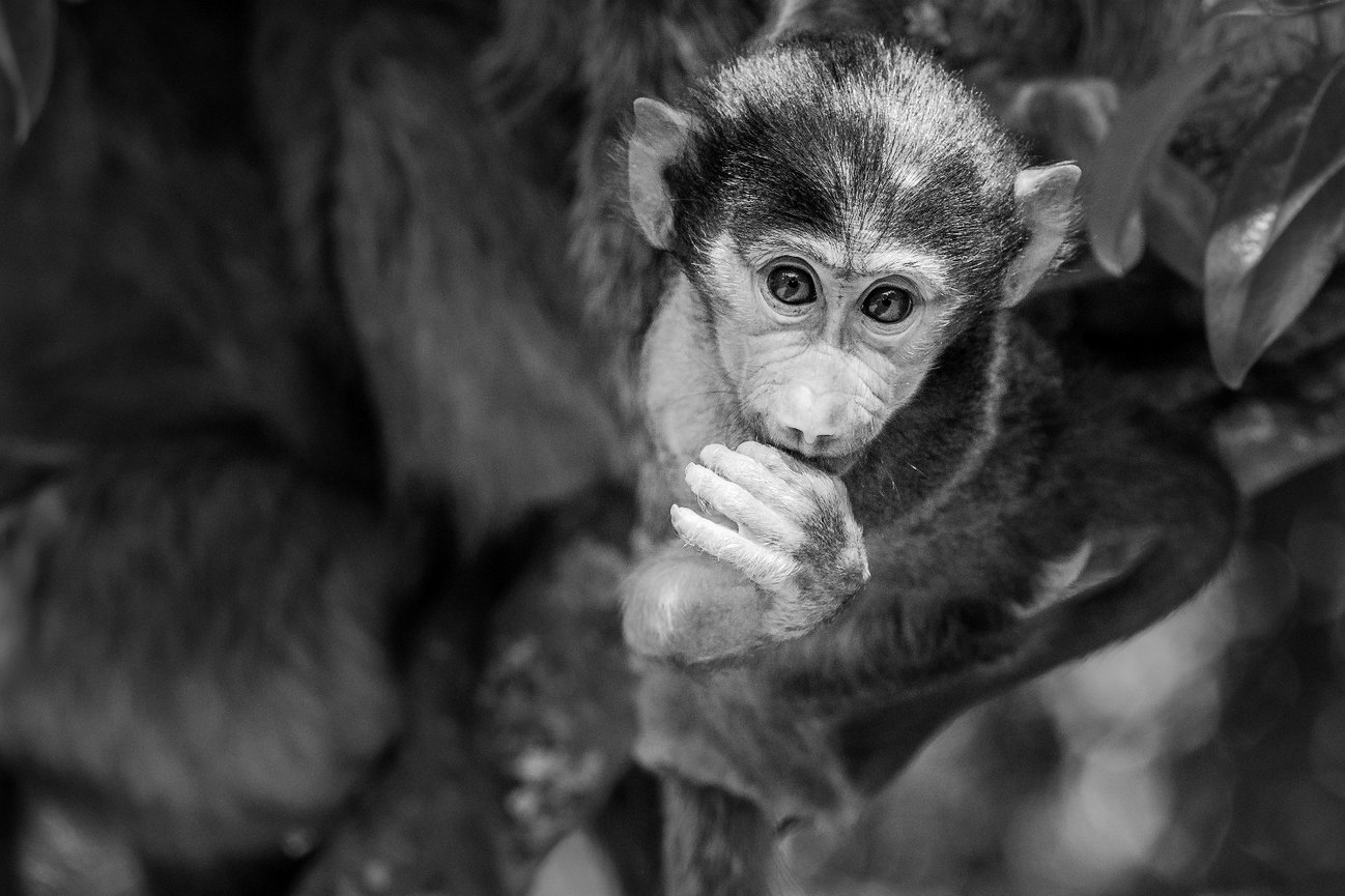 Tanzania Africa Black and White image of a baby baboon