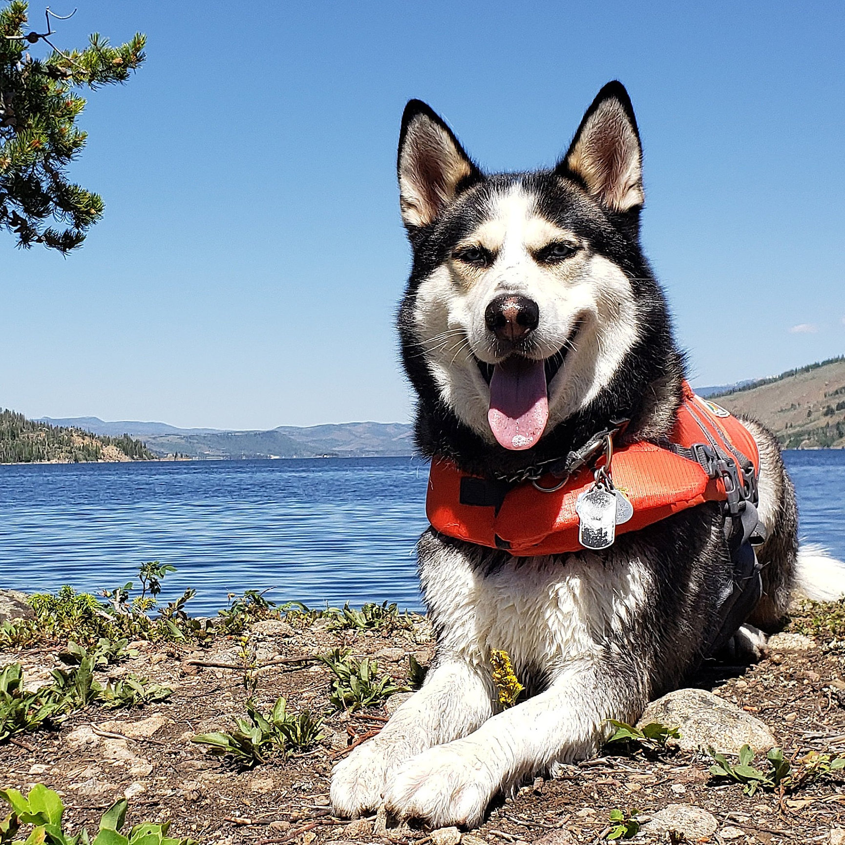 Best Places to Cool Your Dogs - Furever Photography
