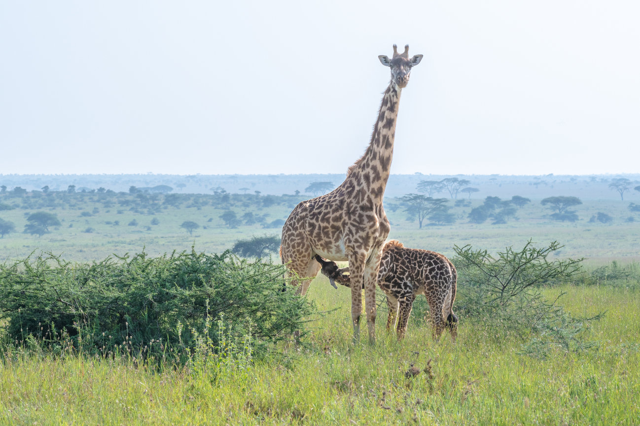 Tanzania Africa Image of a baby giraffe nursing in the serengetti