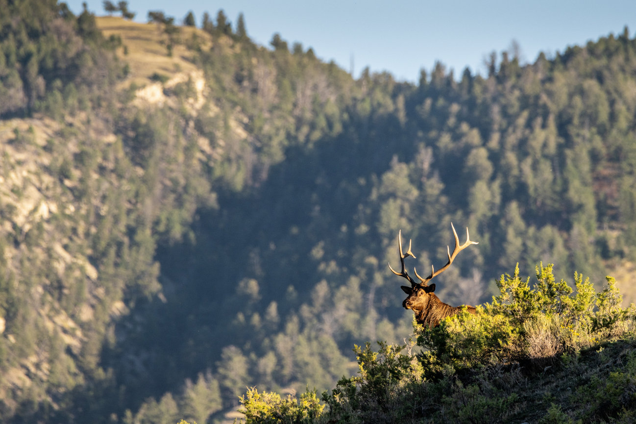 Bull Elk Peeking over Mountain at Sunset Yellowstone National Park