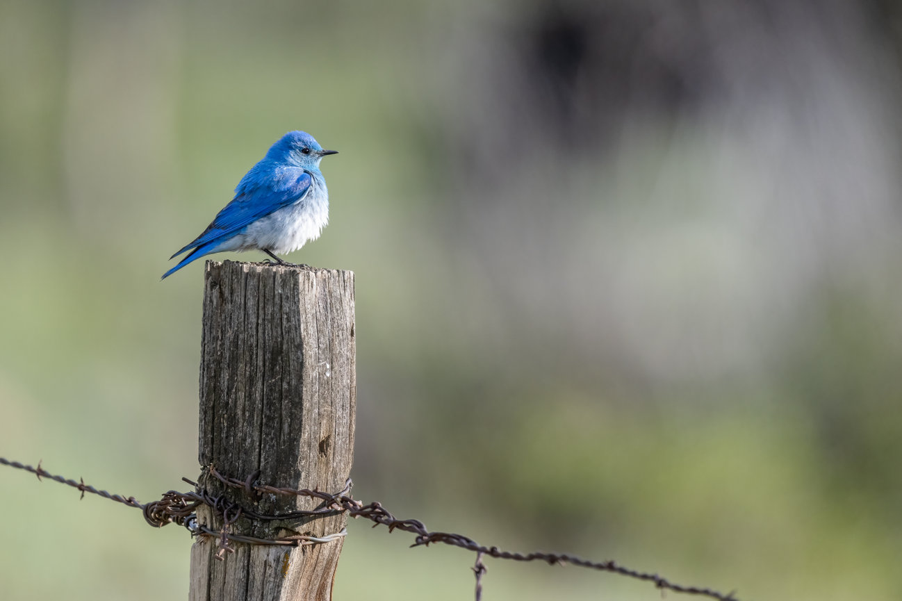 Mountain Blue Bird on a Post