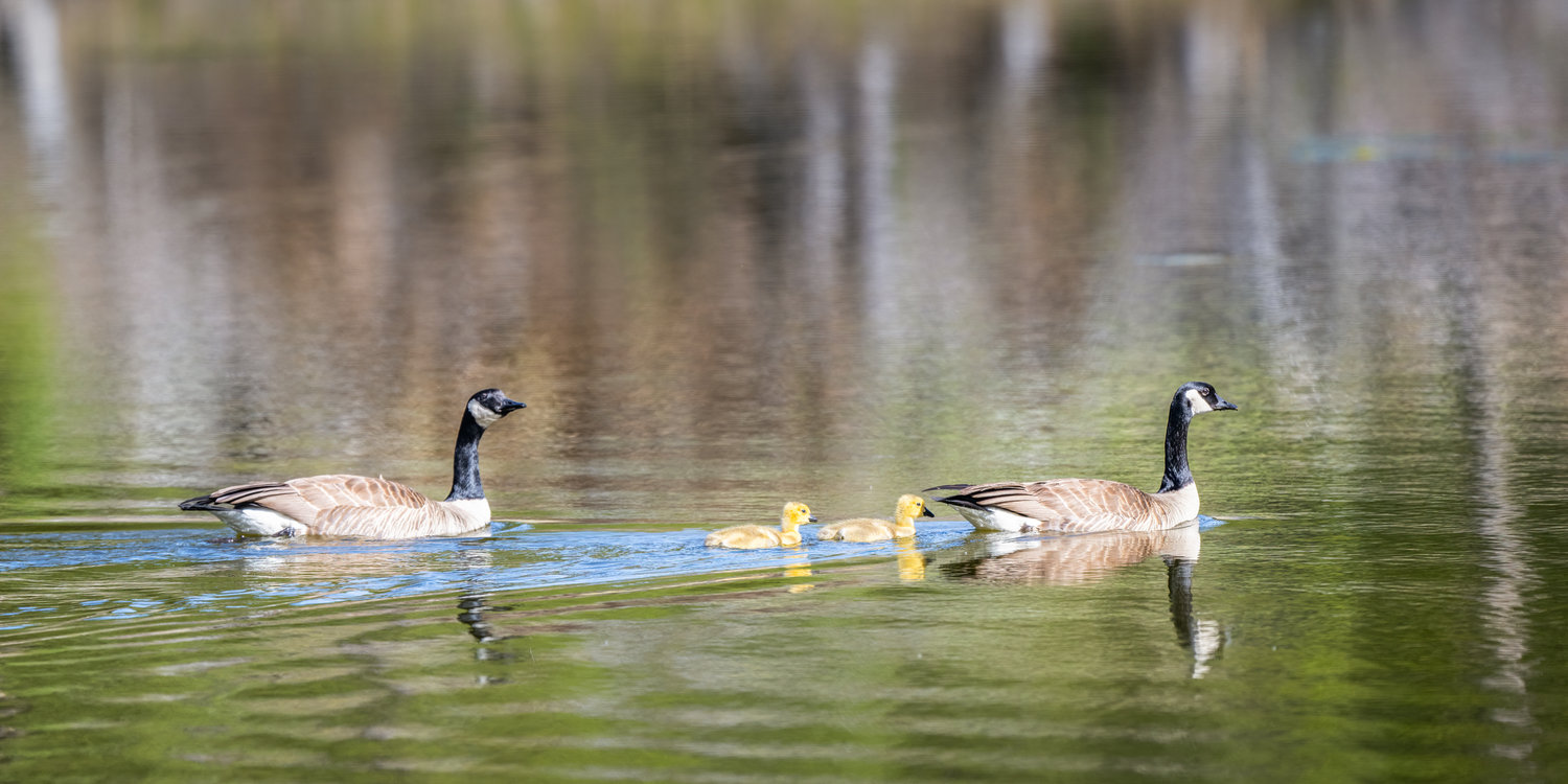 Snow Goose Mom Dad and two babies swimming