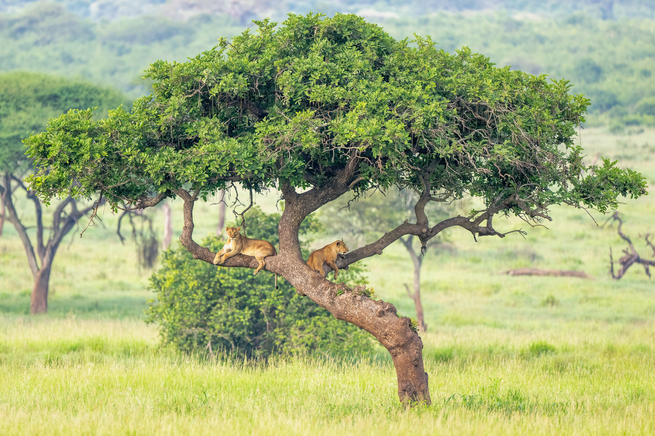 Tanzania Africa Two Lions in a Tree in Ndutu Serengetti