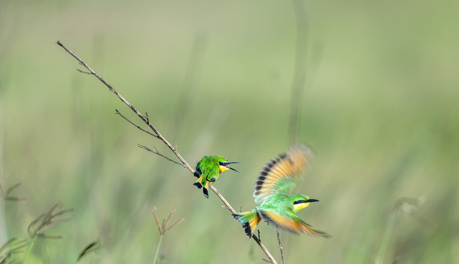 Tanzania Africa image of a pair of bee eater birds squawking