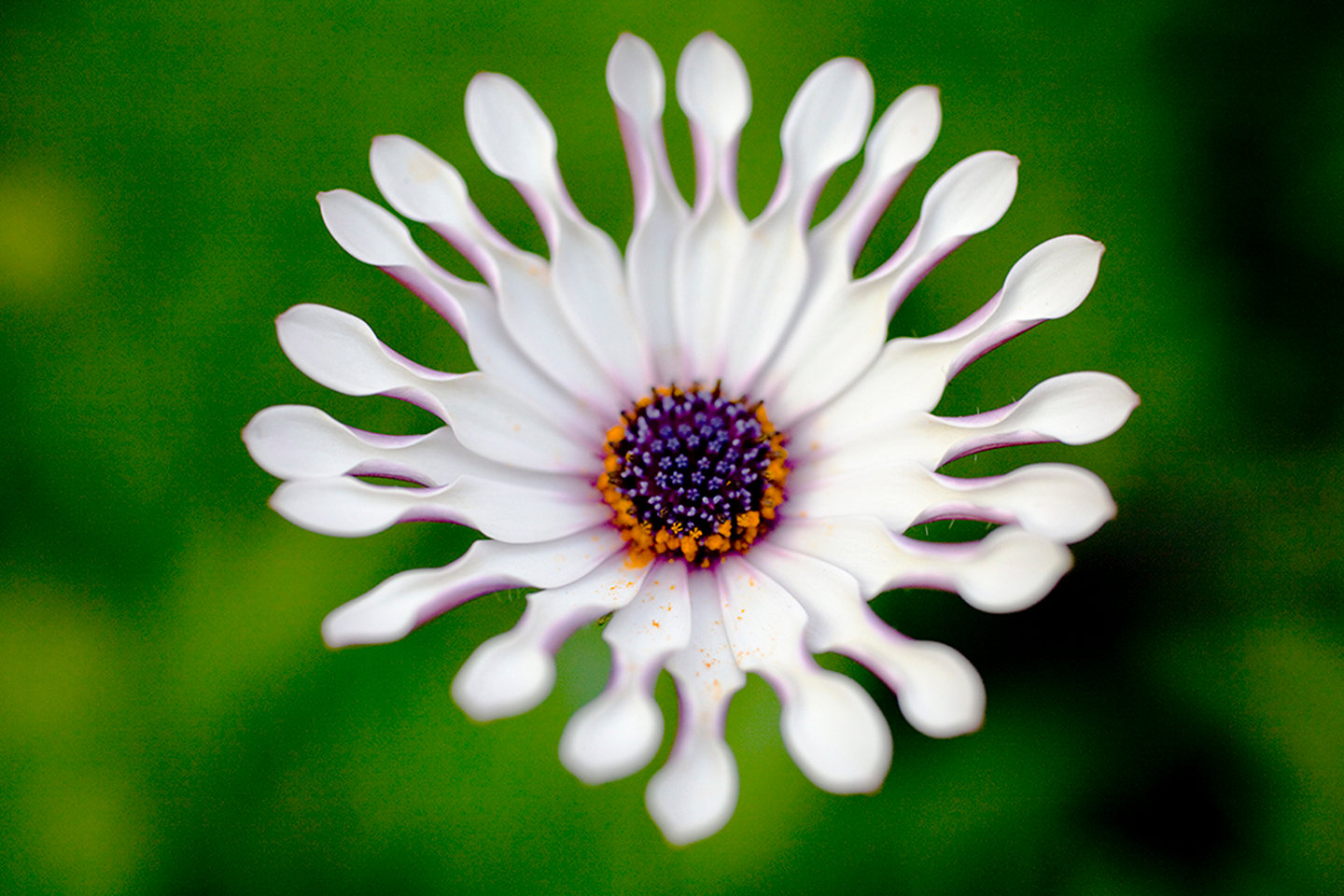 FLOWERS: living - Ron Greenberg Photography