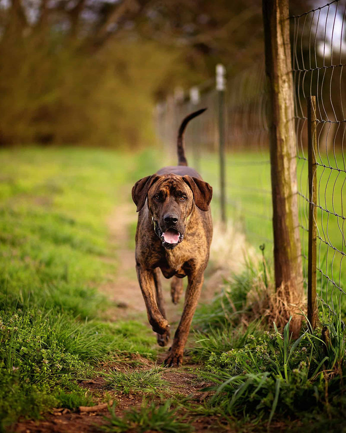 A Plott hound mix trots along a wire fence