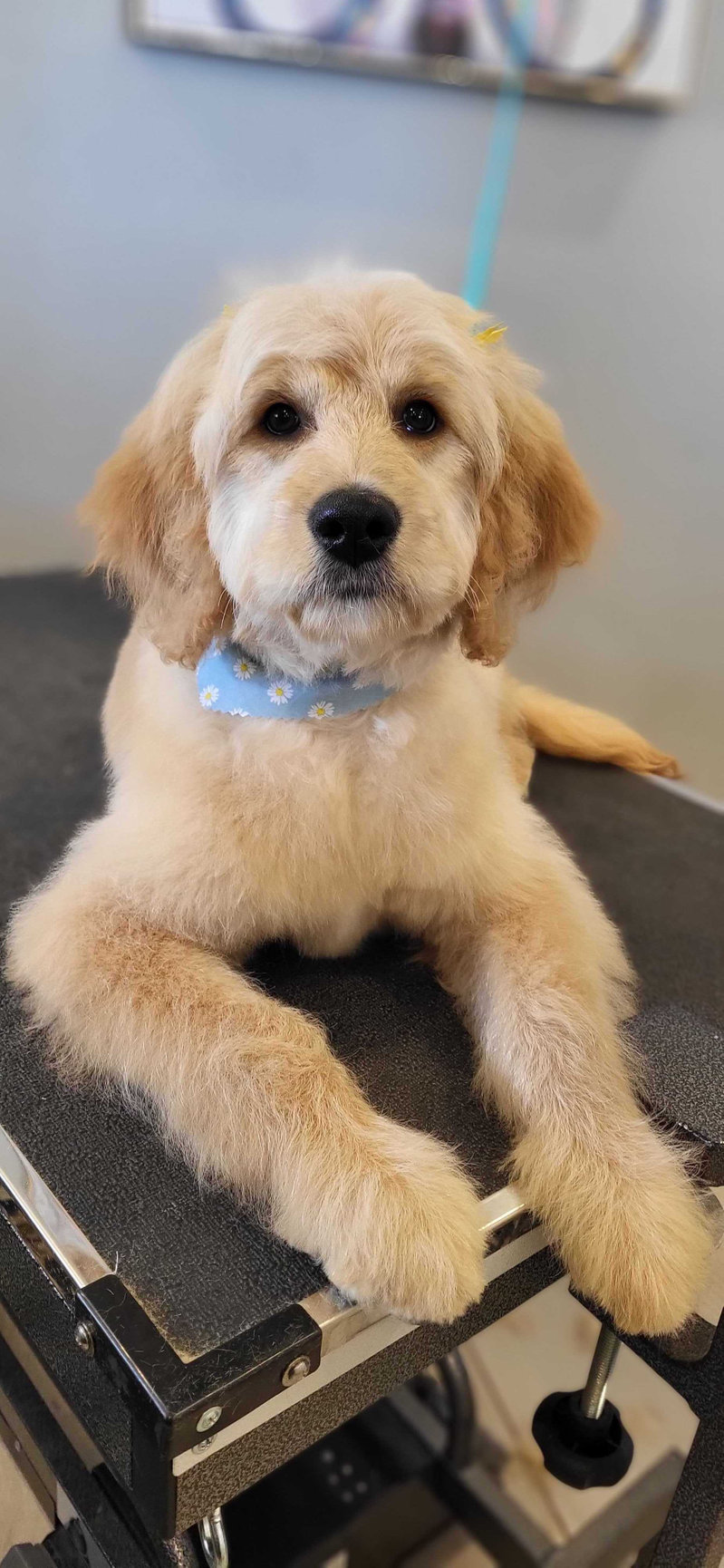 GROOMING Amarillo Fetch