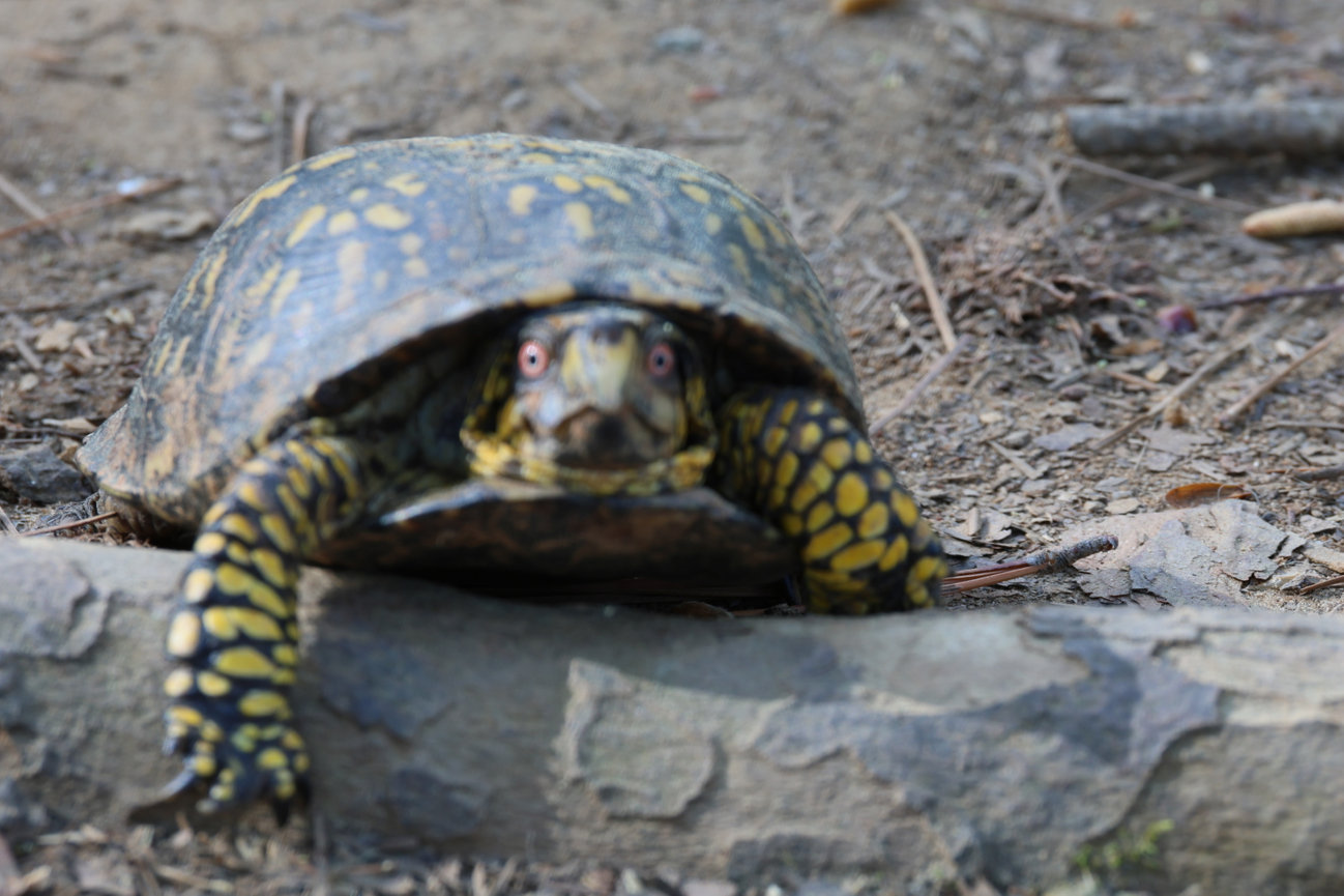 A turtle rests on a rock with its legs extended.