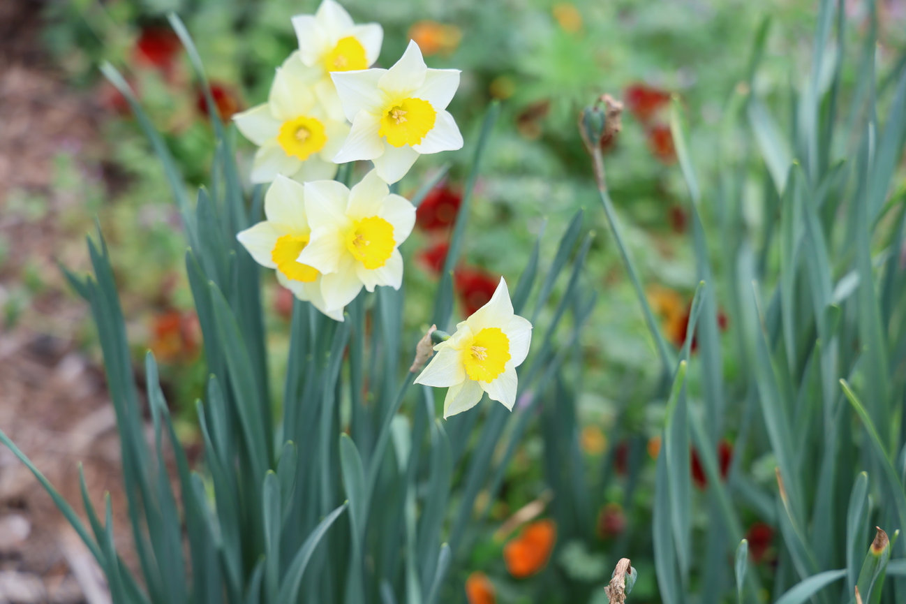 Yellow and white daffodils grow in a garden bed.