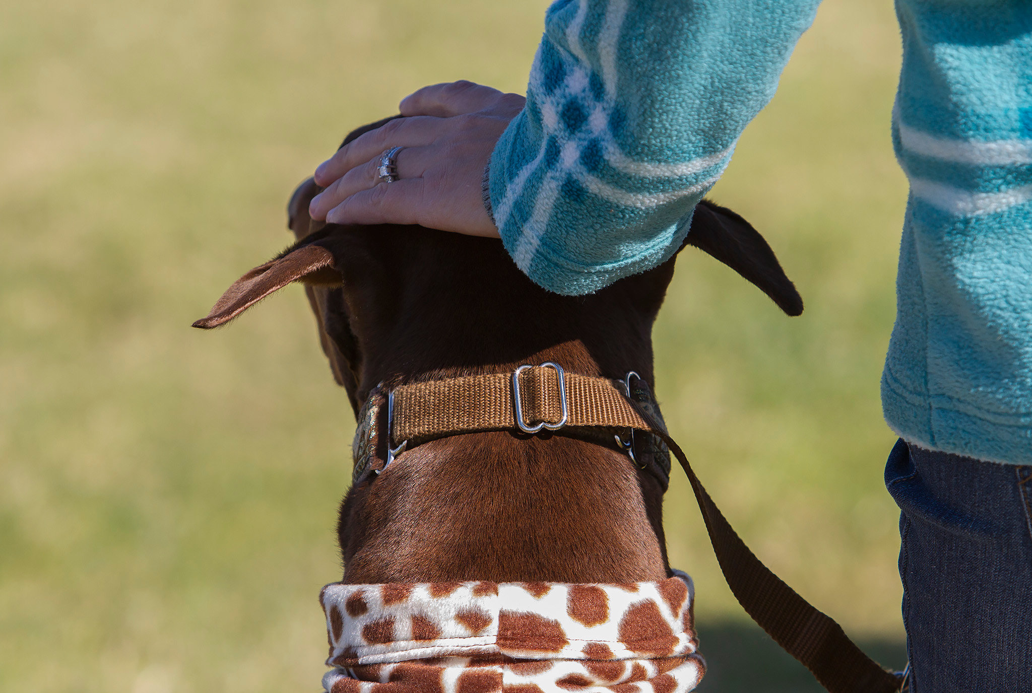 Dog Training in Las Vegas