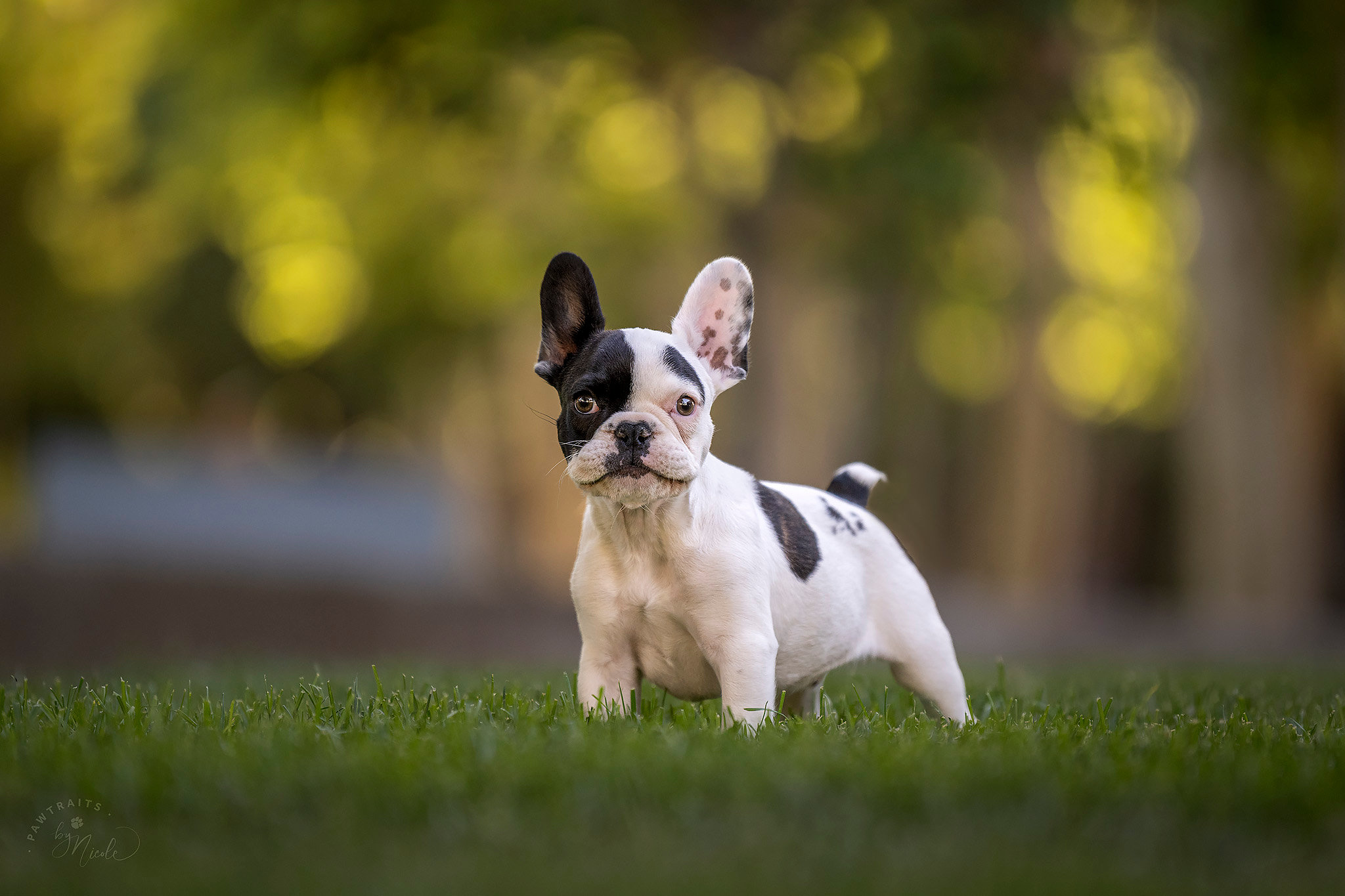 pawtastic-friends-calendar-contest-pawtraits-by-nicole-las-vegas-nv