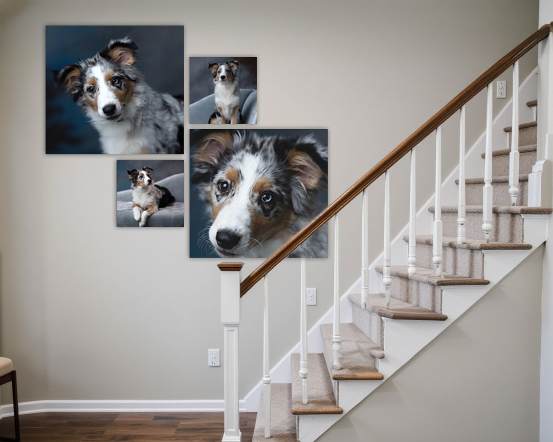 Gallery wall of custom pet portraits featuring an Australian Shepherd puppy, displayed in a stairwell with neutral decor and white railing.