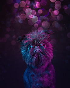 Brussels Griffon in Euphoria Style