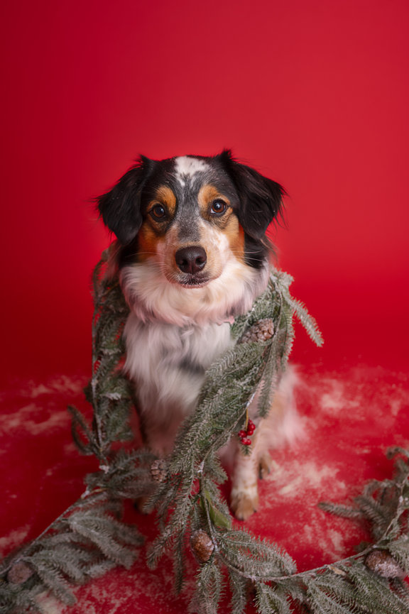 Australian Shepherd on a red backdrop wrapped in a christmas greenery, Pet photographer La Crosse Wisconsin