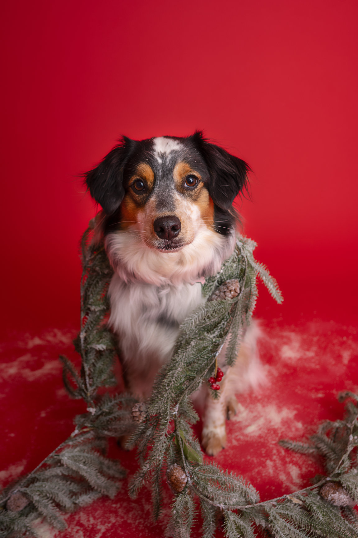 la-crosse-wi-pet-photography-lemonade-photos-llc