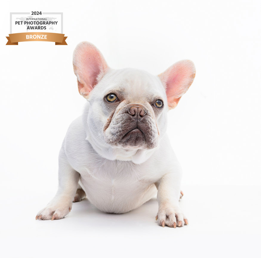 Serious expression from a white French Bulldog photographed against a bright white backdrop. Winner of the Bronze award in the 2024 International Pet Photography Awards.