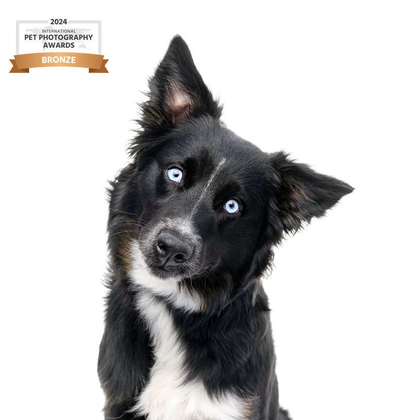 Adorable head tilt from a black-and-white Border Collie mix with piercing blue eyes, posed against a white background. Bronze winner in the 2024 International Pet Photography Awards.