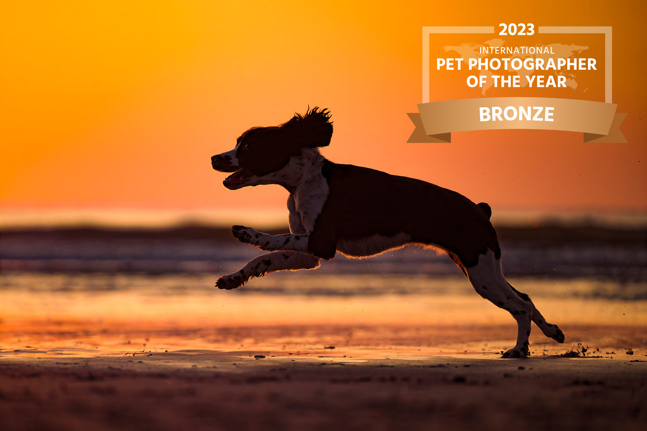 English Springer Spaniel captured mid-run at sunrise on the beach, silhouetted against a vivid orange sky. Awarded Bronze in the 2023 International Pet Photographer of the Year.