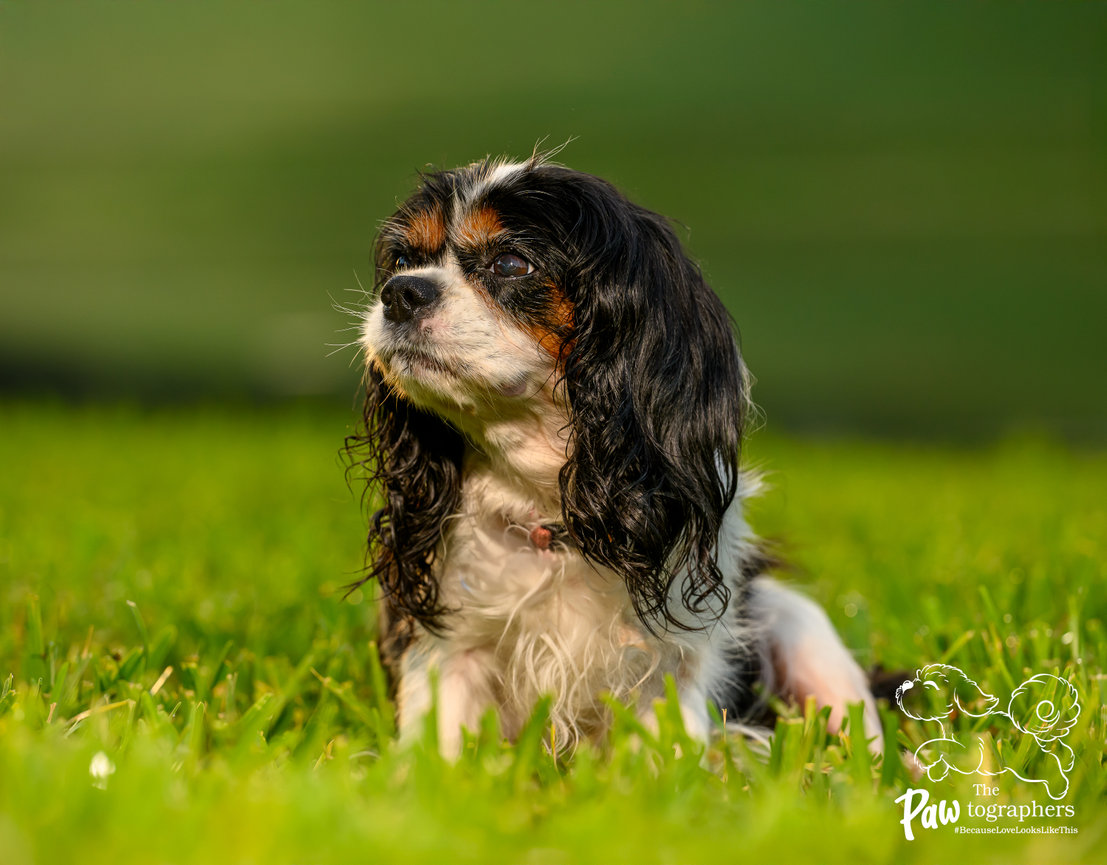 enior adoptable Cavalier Coral resting in green grass, photographed for Cavalier Rescue of Florida by The PAWtographers