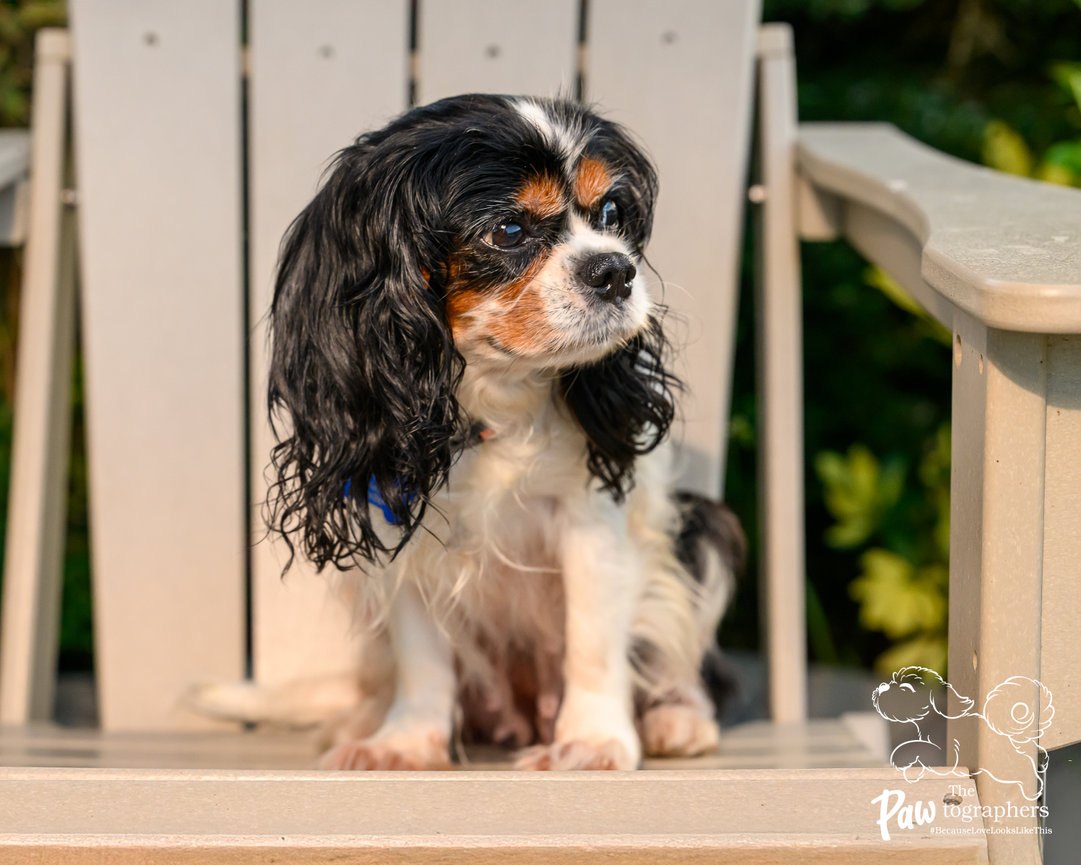 Cavalier Coral sitting on a white chair during her rescue portrait session with The PAWtographers in Ponte Vedra Beach,Florida