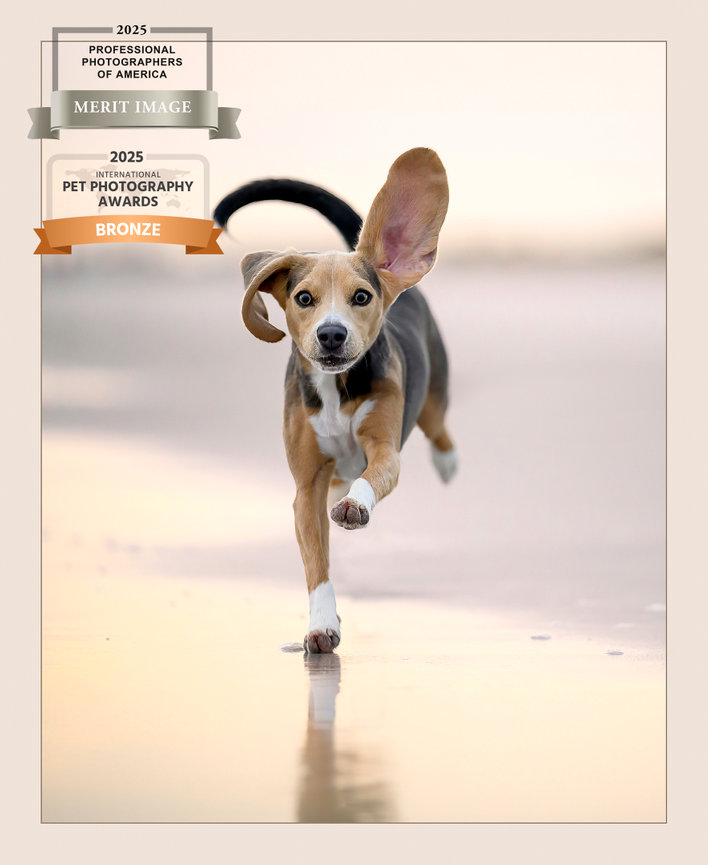 A beagle runs playfully on the beach with its ears flapping in the wind.
