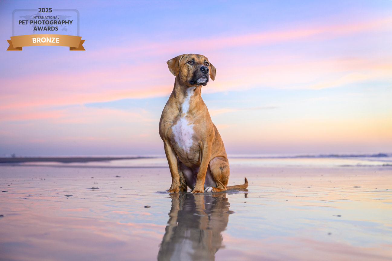 Dog sitting on wet sand at the beach during sunset, with colorful skies and a pet photography award badge.