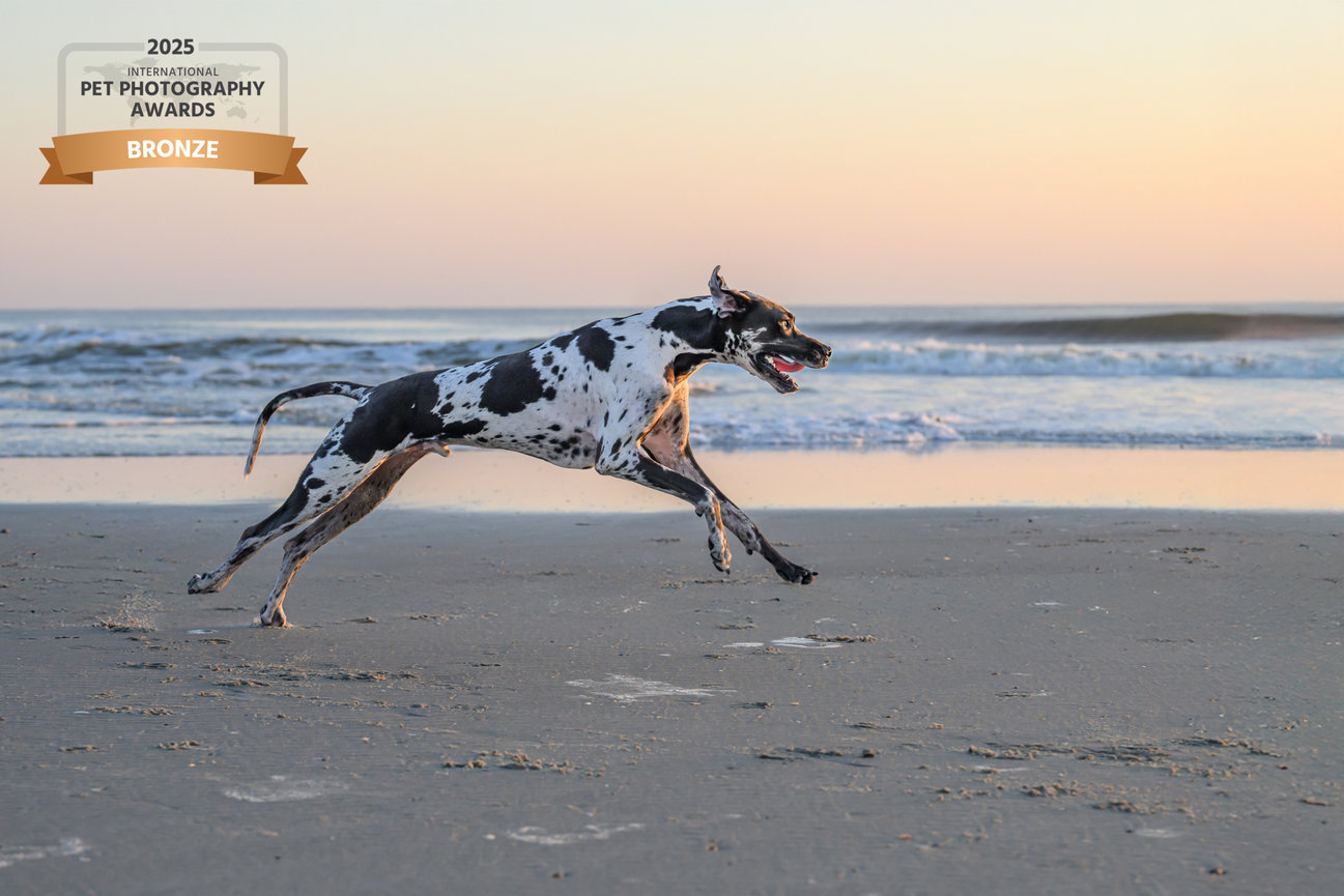 A spotted dog runs joyfully on the beach during sunset with ocean waves in the background.