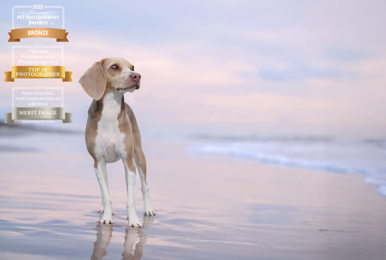A beagle stands on a beach at sunset, with water reflecting soft pastel colors in the background.