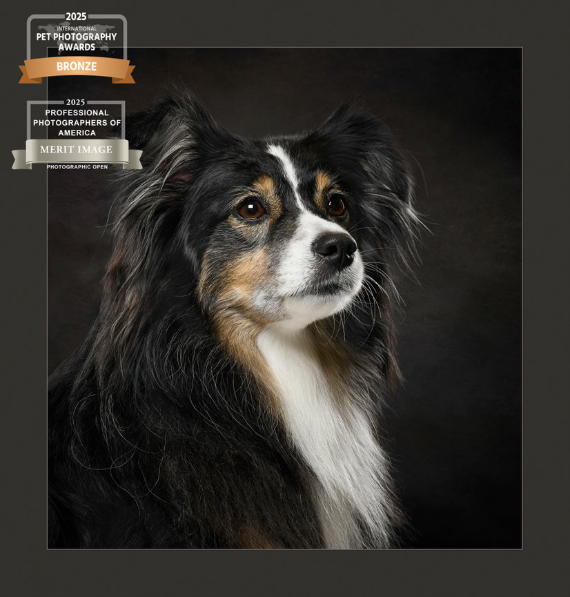 A close-up portrait of a dog with a fluffy coat, highlighting its expressive features.