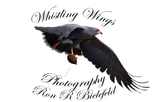 Whistling Wings Photography Logo